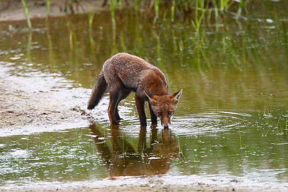 Fox