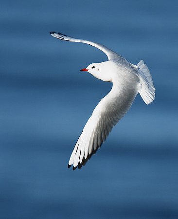 Black-headed Gull