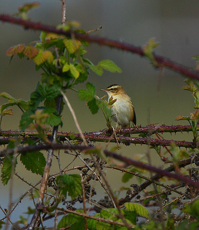 Sedge Warbler