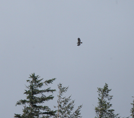 Golden Eagle