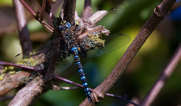 Migrant Hawker