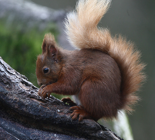 Red Squirrel
