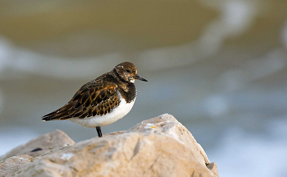 Turnstone