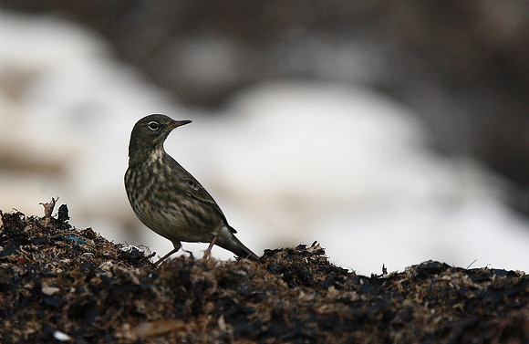 Rock Pipit