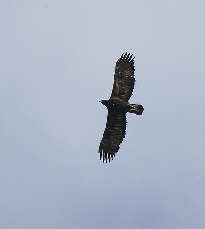 Golden Eagle