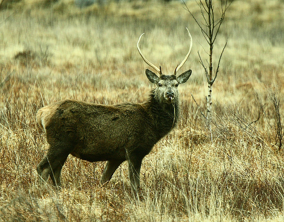 Red Deer