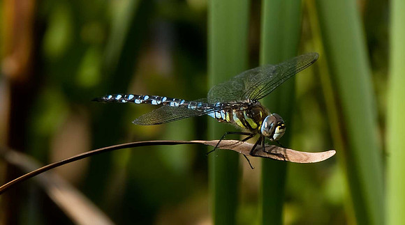 Common Hawker