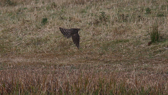 Sparrowhawk