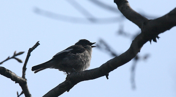 Pied Flycatcher