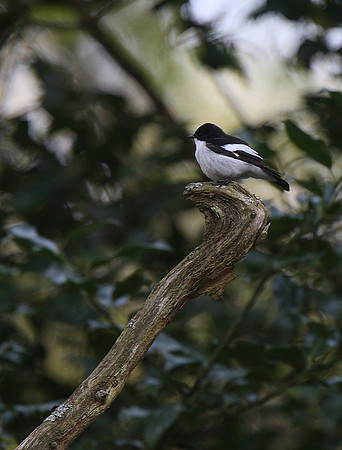 Pied Flycatcher