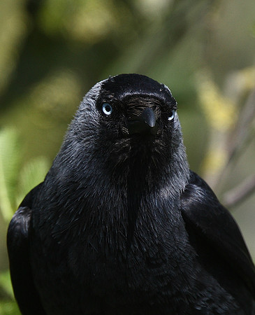 Jackdaw