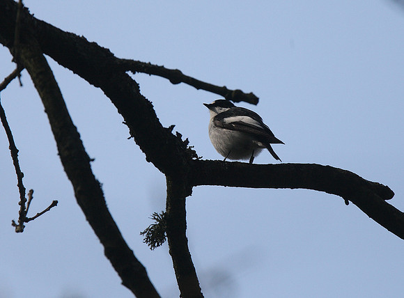 Pied Flycatcher