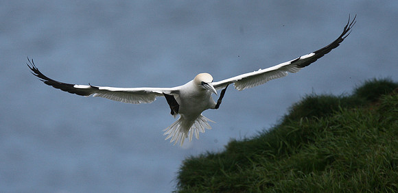 Gannet