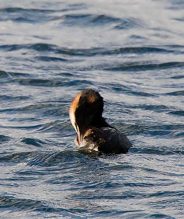 Great Crested Grebe