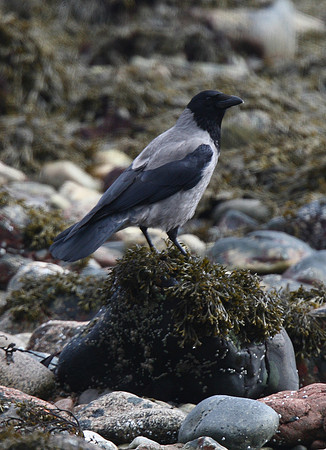 Hooded Crow