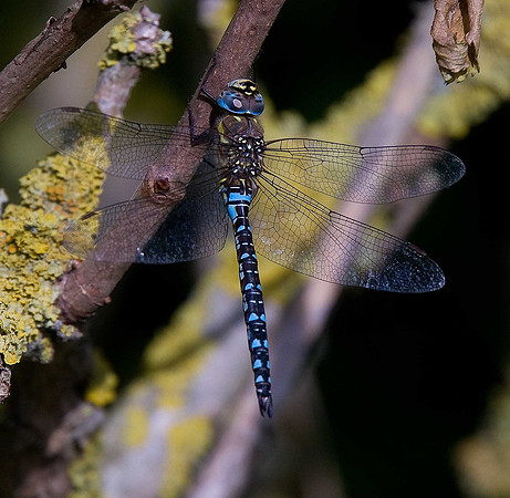 Migrant Hawker