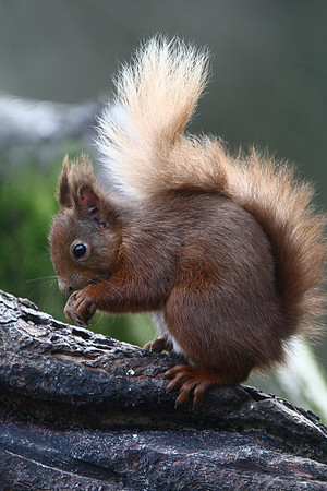 Red Squirrel