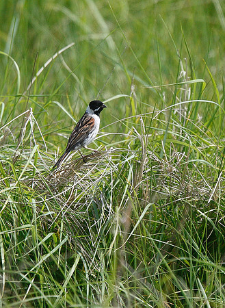 Reed Bunting