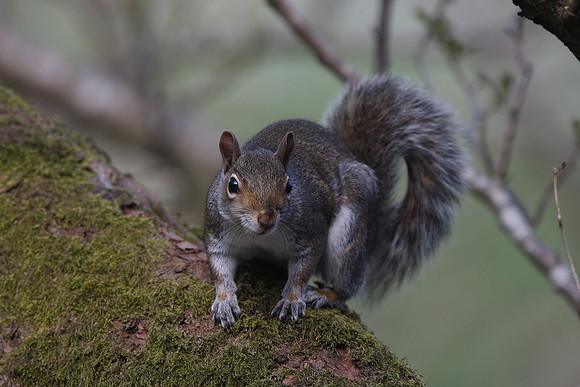 Grey Squirrel