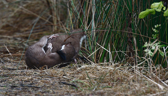 Stoat