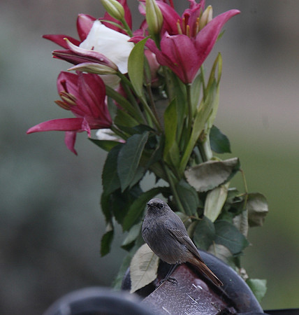 Black Redstart