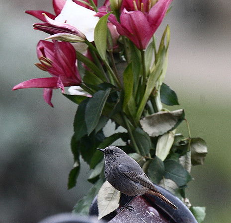 Black Redstart