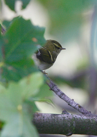 Yellow-browed Warbler