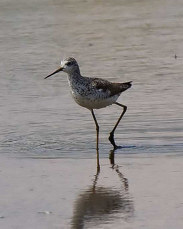 Marsh Sandpiper