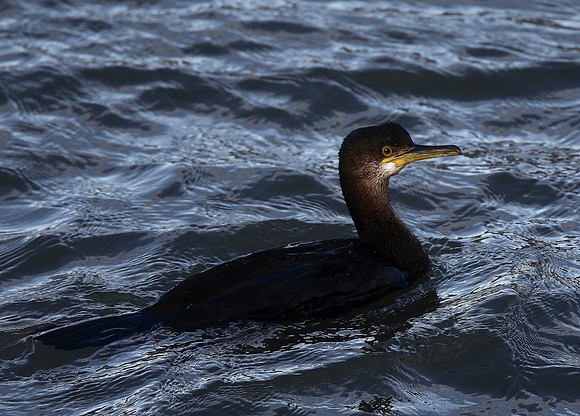 Shag