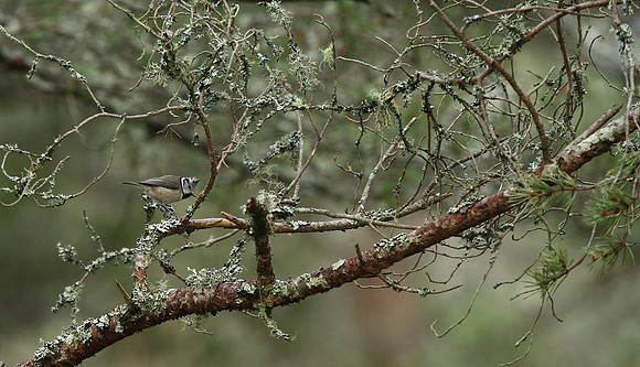 Crested Tit