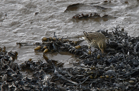 Rock Pipit