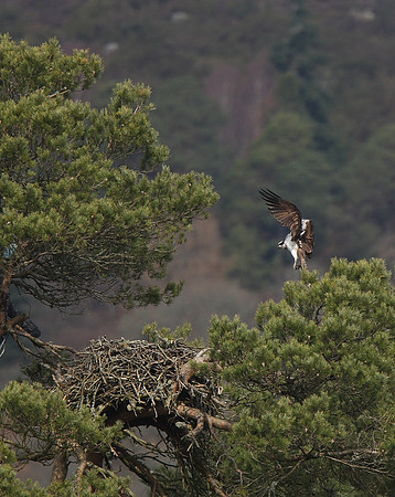 Osprey