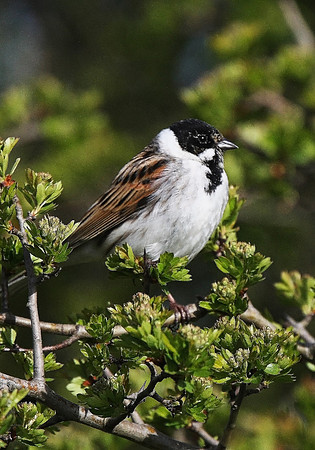 Reed Bunting