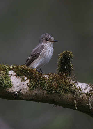 Spotted Flycatcher