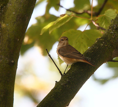 Redstart