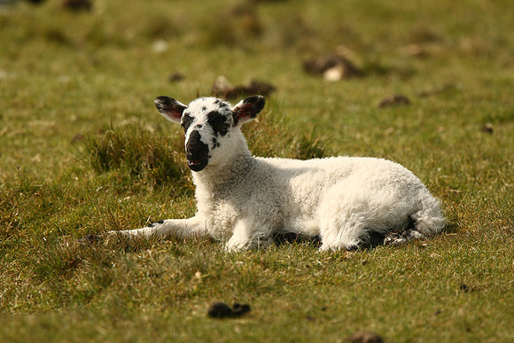 Lamb