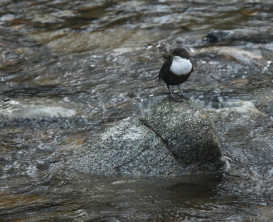 Dipper