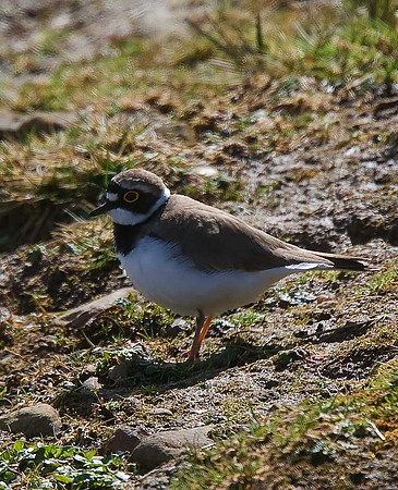 Little Ringed Plover