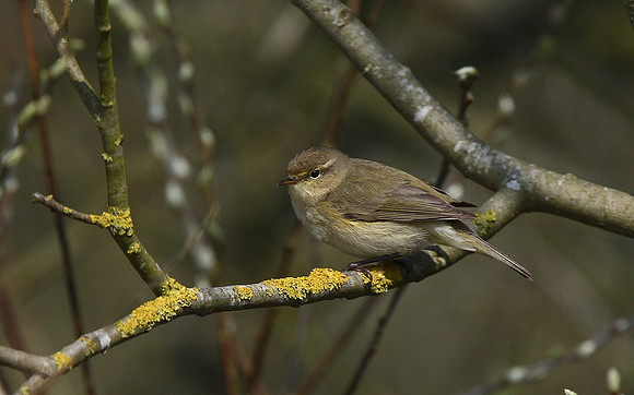 Chiffchaff