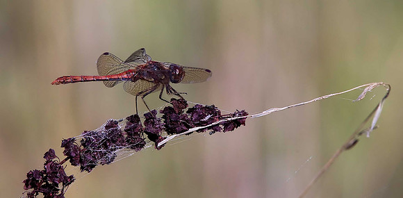 Ruddy Darter