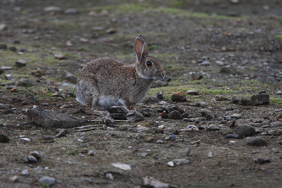 Rabbit