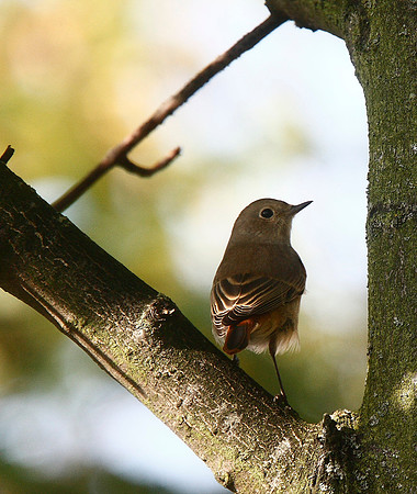 Redstart
