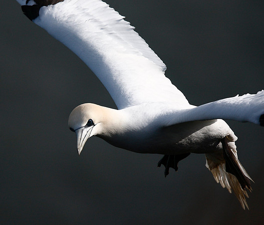 Gannet
