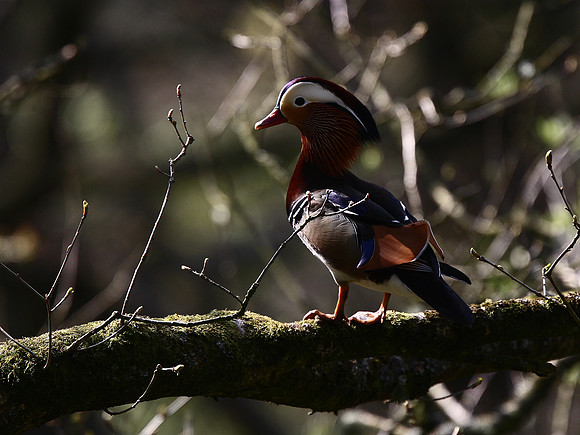 Mandarin