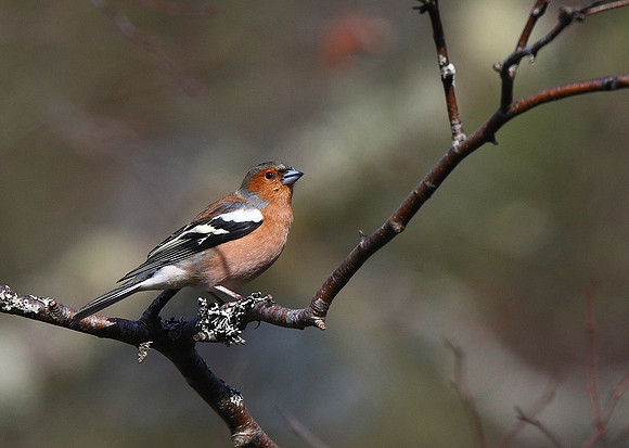 Chaffinch