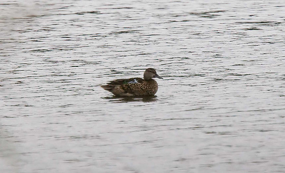 Blue-winged Teal