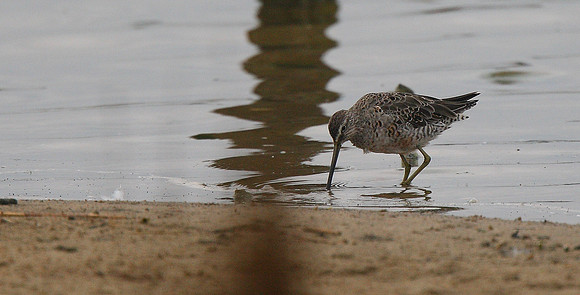 Long-billed Dowitcher
