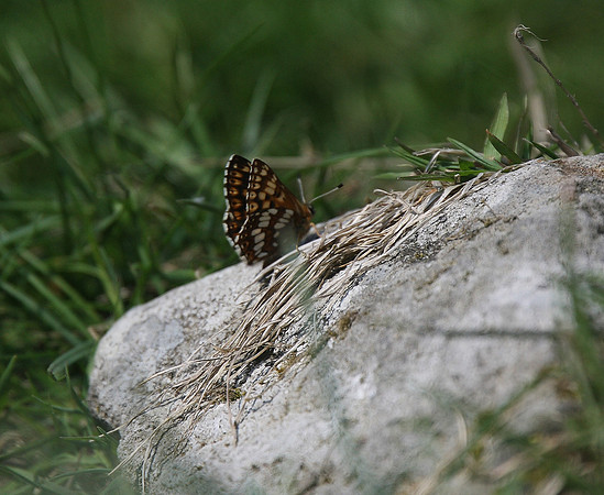 Duke of Burgundy