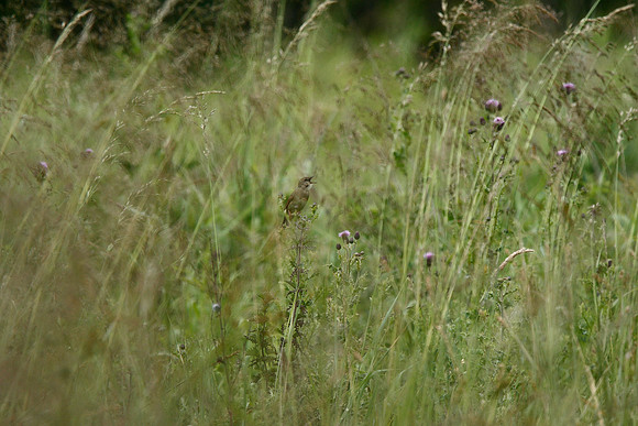 Grasshopper Warbler