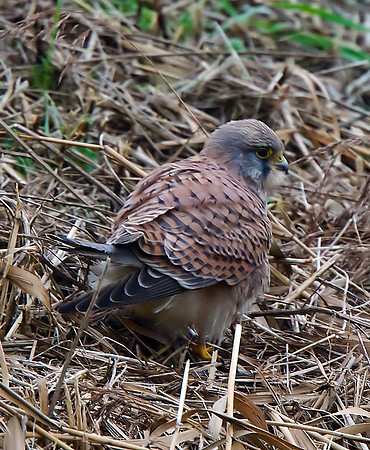 Kestrel
